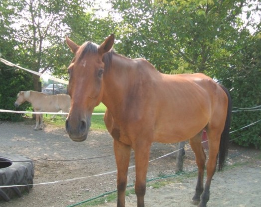 Gastone